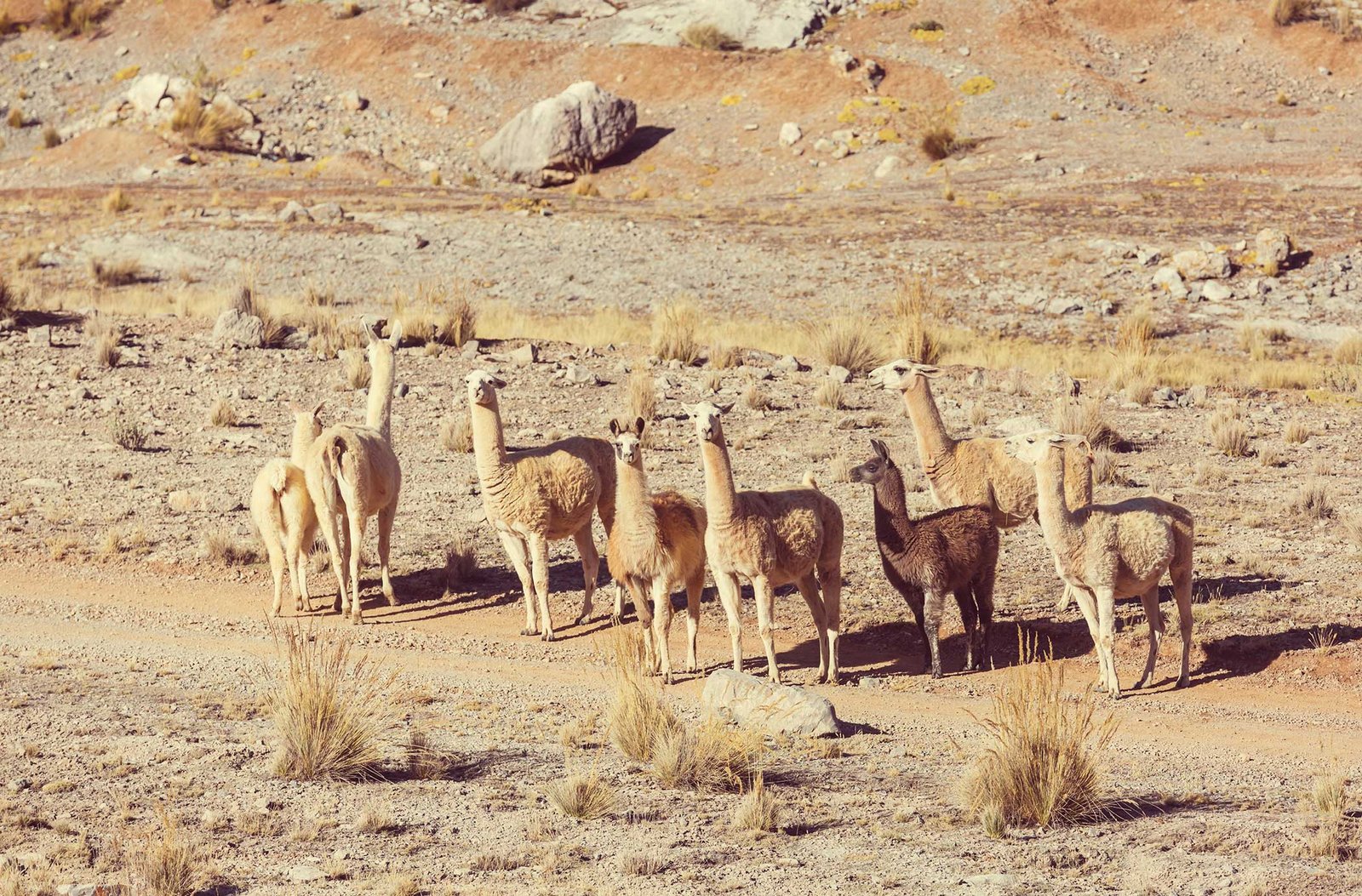 Rainbow Mountain Trek 1 Day
