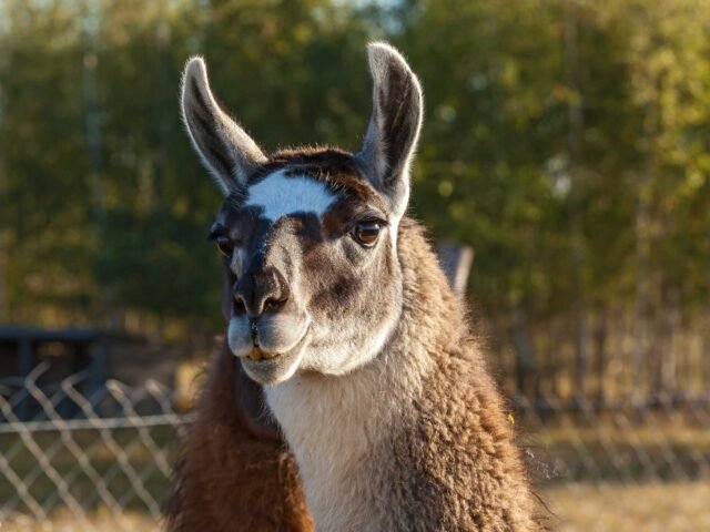 Package  Tour 6 Days