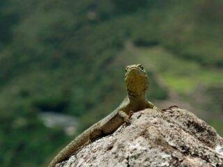 Short inca trail camping