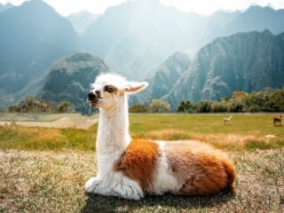 Machu Picchu Tour 1 Day