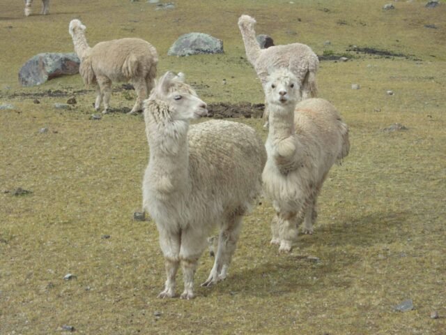 Aunsangate Trek 2 Days with Rainbow Mountain Tour