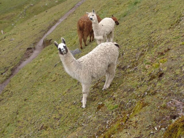 Lares Trek 3 Days to Machu Picchu