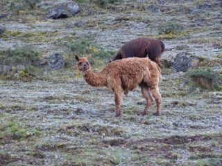Lares Trek 3 Days to Machu Picchu