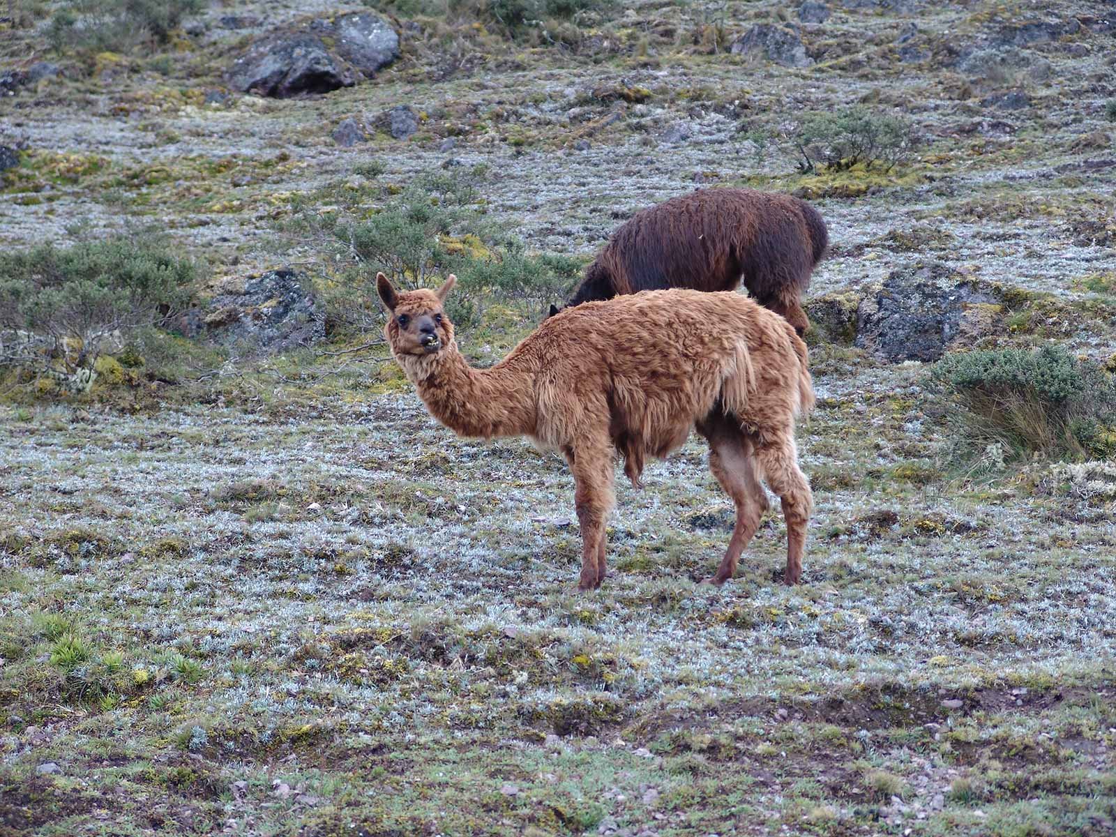 Lares Trek to Machu Picchu 2022